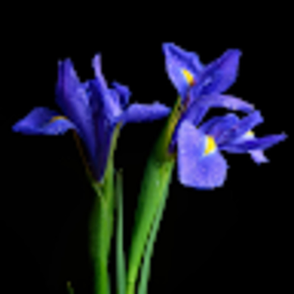 Meet your Posher, Zoe - Picture 1 of 1